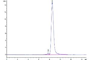 Size-exclusion chromatography-High Pressure Liquid Chromatography (SEC-HPLC) image for Colony Stimulating Factor 1 (Macrophage) (CSF1) (AA 33-190) protein (His-Avi Tag,Biotin) (ABIN7274426)