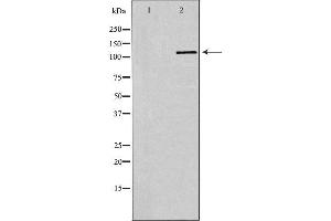 Western blot analysis of extracts of Jurkat, using SELPLG antibody. (SELPLG 抗体  (N-Term))