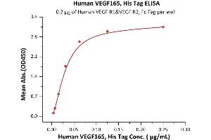 Immobilized Human VEGF R1&VEGF R2, Fc Tag at 2 μg/mL (100 μL/well) can bind Human VEGF165, His Tag (ABIN2181905,ABIN2181904) with a linear range of 0. (VEGF Protein (AA 27-191) (His tag))