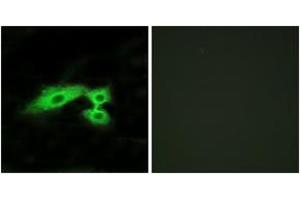 Immunofluorescence (IF) image for anti-MAS1 Oncogene Like Protein (MAS1L) (AA 31-80) antibody (ABIN2890890) (MAS1L 抗体  (AA 31-80))