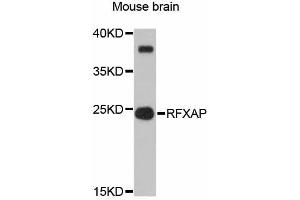 Western blot analysis of extracts of mouse brain, using RFXAP antibody (ABIN6292257) at 1:3000 dilution. (RFXAP 抗体)