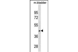 Western blot analysis in mouse bladder tissue lysates (35ug/lane). (RAB40C 抗体  (AA 122-148))