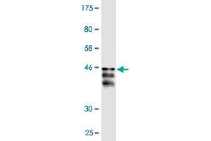 Western Blot detection against Immunogen (36. (PER2 抗体  (AA 1-100))