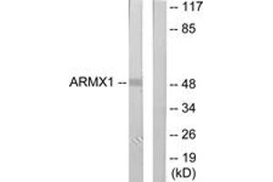 Western Blotting (WB) image for anti-Armadillo Repeat Containing, X-Linked 1 (ARMCX1) (AA 1-50) antibody (ABIN2889785) (ARMCX1 抗体  (AA 1-50))
