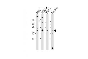 All lanes : Anti-AIF1 Antibody (N-term) at 1:2000 dilution Lane 1: K562 whole cell lysate Lane 2: MOLT-4 whole cell lysate Lane 3: THP-1 whole cell lysate Lane 4: human spleen lysate Lysates/proteins at 20 μg per lane. (Iba1 抗体  (N-Term))