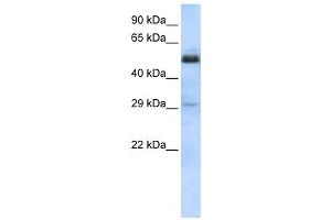 Western Blotting (WB) image for anti-Sex Comb On Midleg-Like 1 (SCML1) antibody (ABIN2458173) (SCML1 抗体)