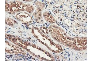 Immunohistochemical staining of paraffin-embedded Human Kidney tissue using anti-RNPEP mouse monoclonal antibody. (RNPEP 抗体)