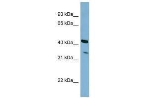 PEX26 antibody used at 1 ug/ml to detect target protein. (PEX26 抗体  (N-Term))