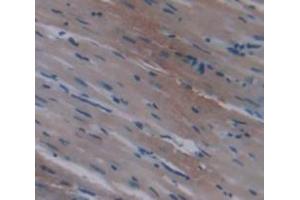 IHC-P analysis of Rat Tissue, with DAB staining. (SERPINA1 抗体  (AA 27-181))