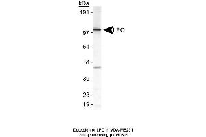 Image no. 1 for anti-Lactoperoxidase (LPO) (AA 650-712), (C-Term) antibody (ABIN363628) (LPO 抗体  (C-Term))