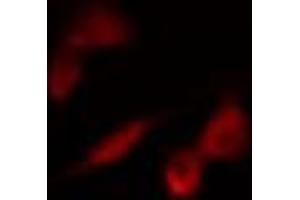 ABIN6274266 staining 293 cells by IF/ICC. (CLK1 抗体  (N-Term))
