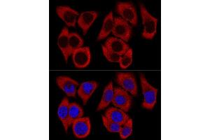 Confocal immunofluorescence analysis of HeLa cells using RPL36 Polyclonal Antibody (ABIN6129105, ABIN6147141, ABIN6147142 and ABIN6223749) at dilution of 1:200. (RPL36 抗体  (AA 1-105))