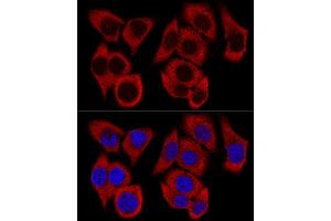 Confocal immunofluorescence analysis of HeLa cells using RPL36 Polyclonal Antibody (ABIN6129105, ABIN6147141, ABIN6147142 and ABIN6223749) at dilution of 1:200. (RPL36 抗体  (AA 1-105))