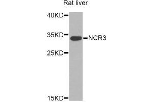 Western blot analysis of extracts of rat liver, using NCR3 Antibody (ABIN5974302) at 1/1000 dilution. (NCR3 抗体)