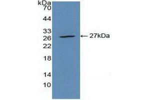 Western Blotting (WB) image for anti-Actin, alpha 2, Smooth Muscle, Aorta (ACTA2) (AA 167-377) antibody (ABIN7439306)