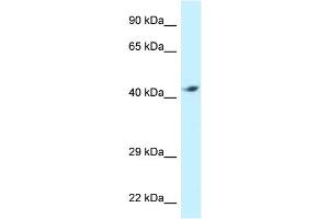 WB Suggested Anti-ATP6V1C2 Antibody Titration: 1. (ATP6V1C2 抗体  (C-Term))