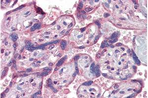 ABIN335143 (5µg/ml) staining of paraffin embedded Human Placenta. (IFNAR2 抗体  (Internal Region))