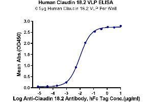 ELISA image for Claudin 18.2 (AA 1-261) (Active) protein-VLP (ABIN7448160)