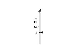 POU6F2 Antibody (N-term) (ABIN656215 and ABIN2845532) western blot analysis in 293 cell line lysates (35 μg/lane). (POU6F2 抗体  (N-Term))