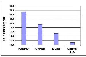 Histone H4K5ac antibody (pAb) tested by ChIP analysis. (Histone H4 抗体  (acLys5))