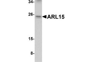 Western Blotting (WB) image for anti-ADP-Ribosylation Factor-Like 15 (ARL15) (Middle Region) antibody (ABIN1030866) (ARL15 抗体  (Middle Region))