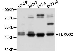 Western blot analysis of extracts of various cell lines, using FBXO32 antibody. (FBXO32 抗体)