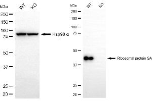 Western blotting analysis using ribosomal protein SA antibody (ABIN7800237). (Recombinant RPSA/Laminin Receptor 抗体)