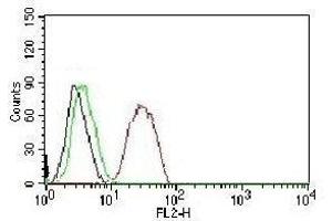 FACS testing of MCF-7 cells:  Black=cells alone; Green=isotype control; Red=Estrogen Receptor beta antibody PE conjugate (ESR2 抗体  (C-Term))