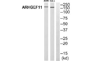 Western blot analysis of extracts from A549 cells and COLO 205 cells, using ARHGEF11 antibody. (ARHGEF11 抗体  (N-Term))