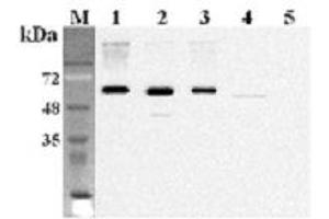 Western blot analysis using anti-FTO (human), mAb (FT86-4)  at 1:2'000 dilution. (FTO 抗体)