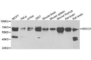 Western blot analysis of extracts of various cell lines, using NR2C2 antibody. (TR4 抗体)