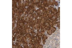 Immunohistochemical staining of human pancreas with TATDN1 polyclonal antibody  shows strong cytoplasmic positivity in exocrine glandular cells.