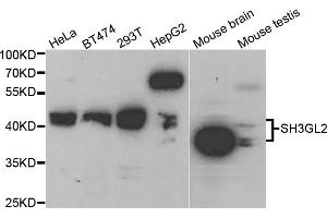 Western blot analysis of extracts of various cell lines, using SH3GL2 antibody (ABIN5973334) at 1/1000 dilution. (SH3G2 抗体)