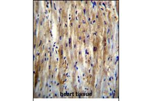 SLC12A7 Antibody (N-term) (ABIN656326 and ABIN2845625) immunohistochemistry analysis in formalin fixed and paraffin embedded human heart tissue followed by peroxidase conjugation of the secondary antibody and DAB staining. (SLC12A7 抗体  (N-Term))