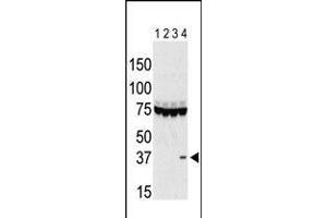 Antibody is used in Western blot to detect Aurora C in lysates of 293 cells expressing Flag tag (lane 1), Flag-tagged Aurora A (lane 2), Flag-tagged Aurora B (lane 3), and Flag-tagged Aurora C (lane 4). (Aurora Kinase C 抗体  (AA 115-145))