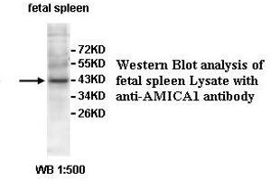 Image no. 1 for anti-Adhesion Molecule, Interacts with CXADR Antigen 1 (AMICA1) antibody (ABIN1574658) (JAML 抗体)