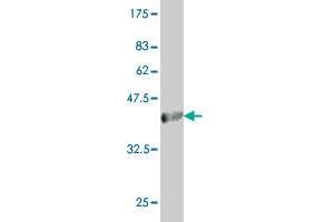 Western Blot detection against Immunogen (36. (Acox2 抗体  (AA 582-681))