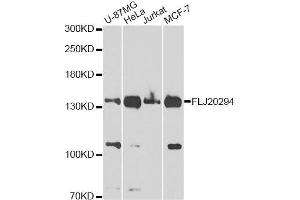 Western blot analysis of extracts of various cell lines, using FLJ20294 Antibody. (AMBRA1 抗体  (AA 1109-1208))