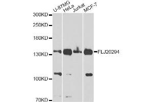 Western blot analysis of extracts of various cell lines, using FLJ20294 Antibody. (AMBRA1 抗体  (AA 1109-1208))
