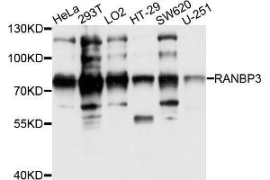 Western blot analysis of extracts of various cell lines, using RANBP3 antibody (ABIN5995667) at 1/1000 dilution. (RanBP3 抗体)