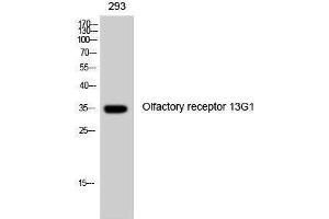 Western Blotting (WB) image for anti-Olfactory Receptor, Family 13, Subfamily G, Member 1 (OR13G1) (C-Term) antibody (ABIN3176487) (OR13G1 抗体  (C-Term))