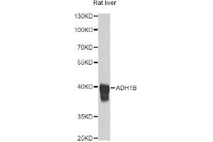 Western blot analysis of extracts of rat liver, using ADH1B antibody (ABIN1870818) at 1:1000 dilution. (ADH1B 抗体)
