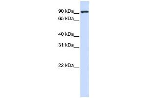 Western Blotting (WB) image for anti-Melanoma Inhibitory Activity Protein 2 (MIA2) antibody (ABIN2458521) (MIA2 抗体)