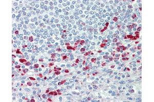 Anti-CD63 antibody IHC staining of human spleen. (CD63 抗体  (AA 163-190))