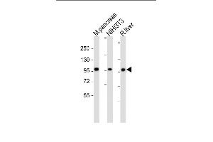Western Blotting (WB) image for anti-Aldehyde Dehydrogenase 1 Family, Member L2 (ALDH1L2) (AA 743-772), (C-Term) antibody (ABIN655235)
