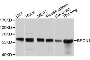 Western blot analysis of extracts of various cell lines, using BECN1 antibody (ABIN5997298) at 1/1000 dilution. (Beclin 1 抗体)