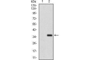 Western blot analysis using FGF4 mAb against HEK293 (1) and FGF4 (AA: 62-123)-hIgGFc transfected HEK293 (2) cell lysate. (FGF4 抗体  (AA 62-123))