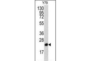 Western blot analysis of anti-PBP Pab (R) in Y79 cell line lysates (35 μg/lane). (PEBP1 抗体  (N-Term))