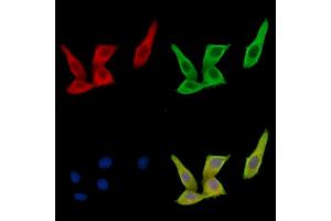 ABIN7096846 and ABIN7100912 staining HepG2 cells by IF/ICC. (RENBP 抗体)