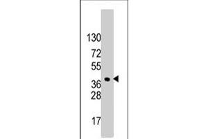 Western blot analysis of HDGF polyclonal antibody  in HeLa cell line lysates (35 ug/lane). (HDGF 抗体  (C-Term))